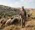 Israeli Settlers and Soldiers Kill Teen and Steal Sheep in West Bank Raid