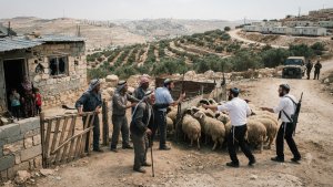 Israeli Settlers Accused of Attacking Palestinian Homes and Stealing Sheep Near Hebron